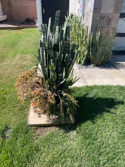 Free Plant Arrangement Must read delails