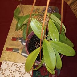 18" Publicalyx Splash Rooted Hoya Plant - Pink Fragrant Flowers- Deltona,  Fl Pickup Or Ship 