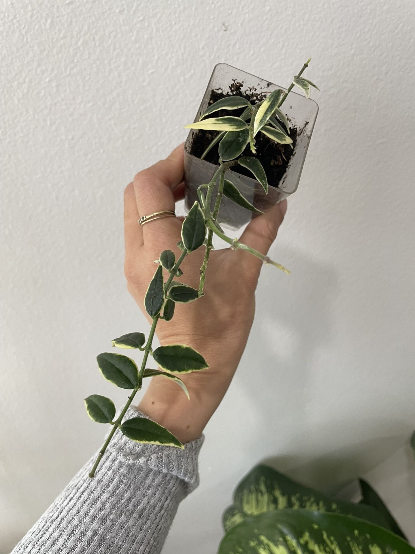 Hoya Bella Variegated Plant
