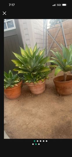 3 Agaves. W/ Pot $20 Each