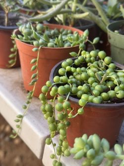 Succulents Plants 4”pot