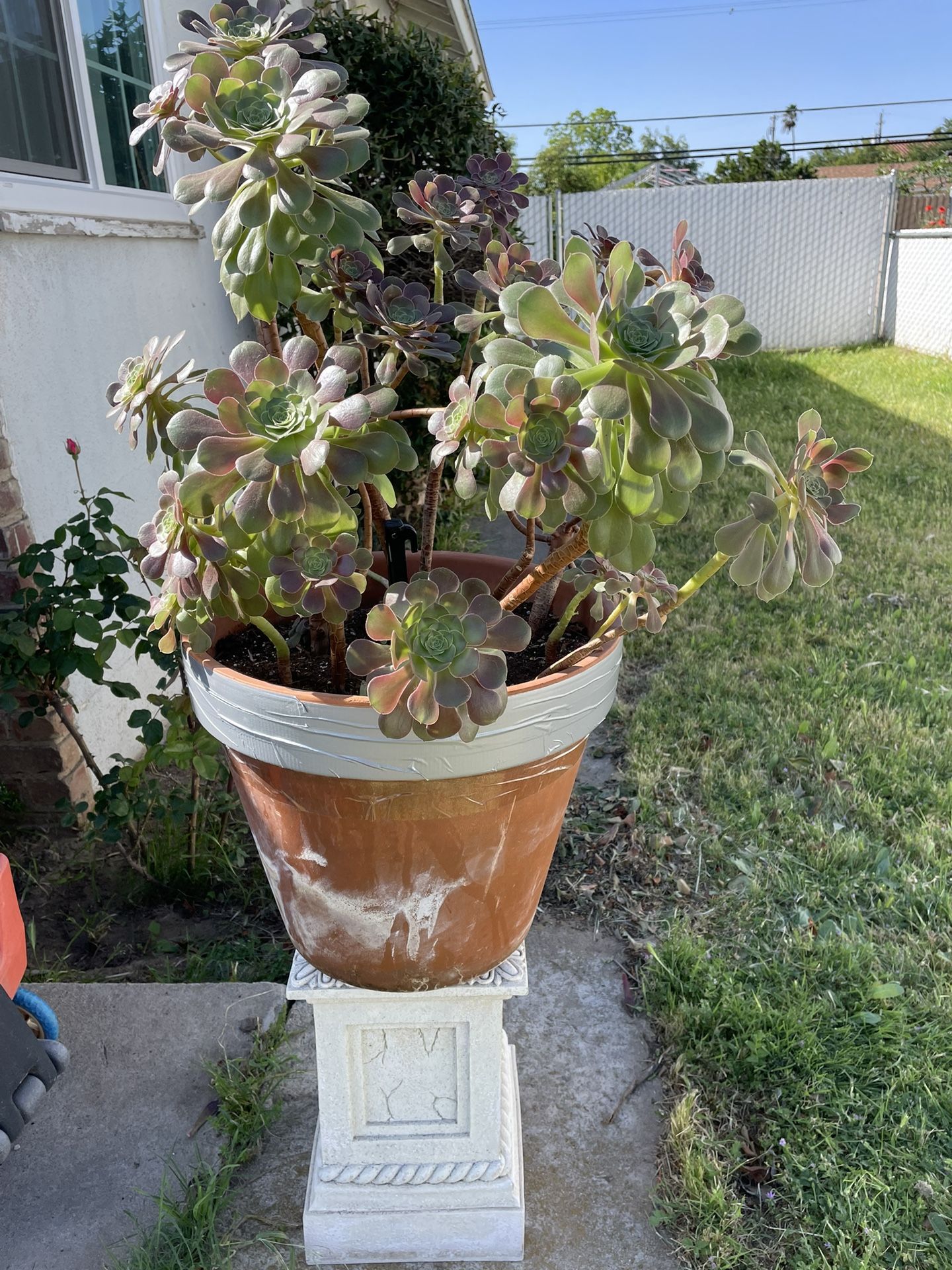 PLANT Rose Succulent