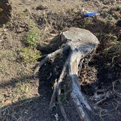 Stump Grinder 