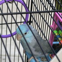 Bird Cages 