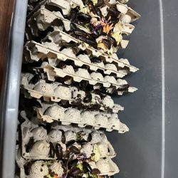 Selling Dubia Roach Colony