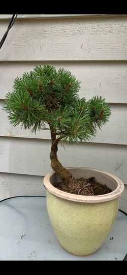 Bonsai Japan, pie 12inches