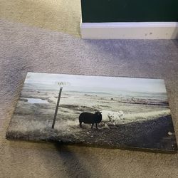 Sheep Canvas