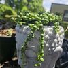 Greenthumb Collections