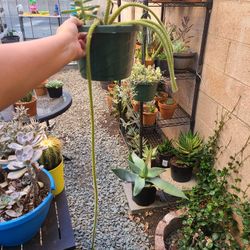 Rats Tail Cactus Plant 