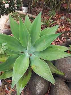 Agave Succulent Plant Cuttings