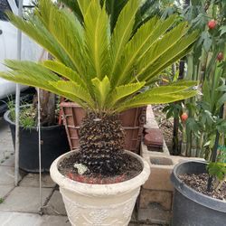Plant For Sale