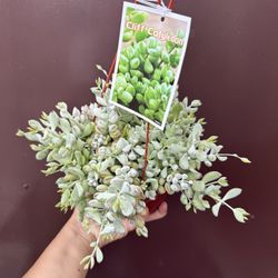 6” Cotyledon Pendens 