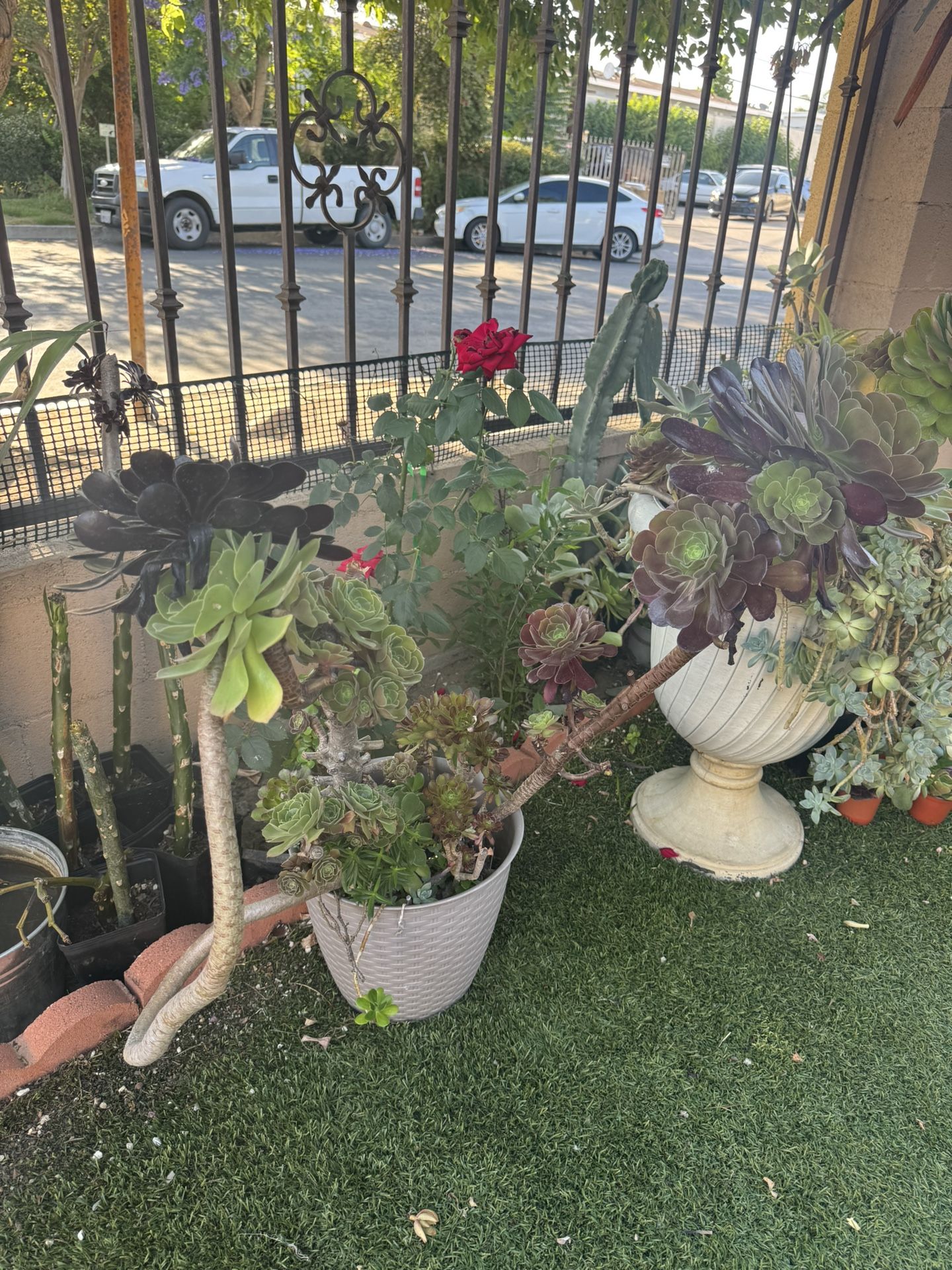 Huge Succulent Plants In A Big Pot