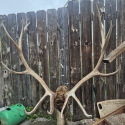 Taxidermy