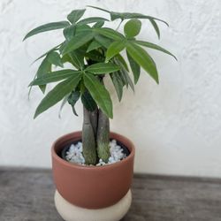 Money Tree Plant - Live Plant 