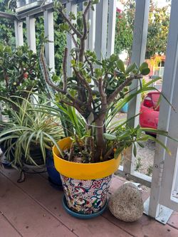 Jade plant