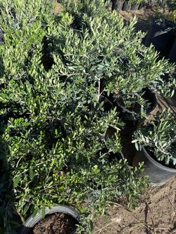 Small olive trees