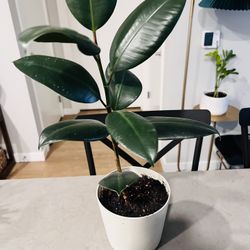House Plants - Rubber Plant 