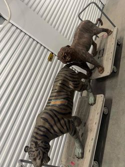 Pair tigers