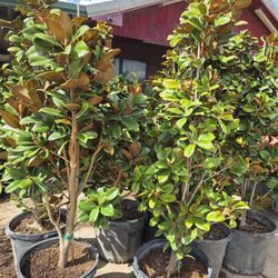 Teddy Bear Magnolias 15gallon 6ft Tall 