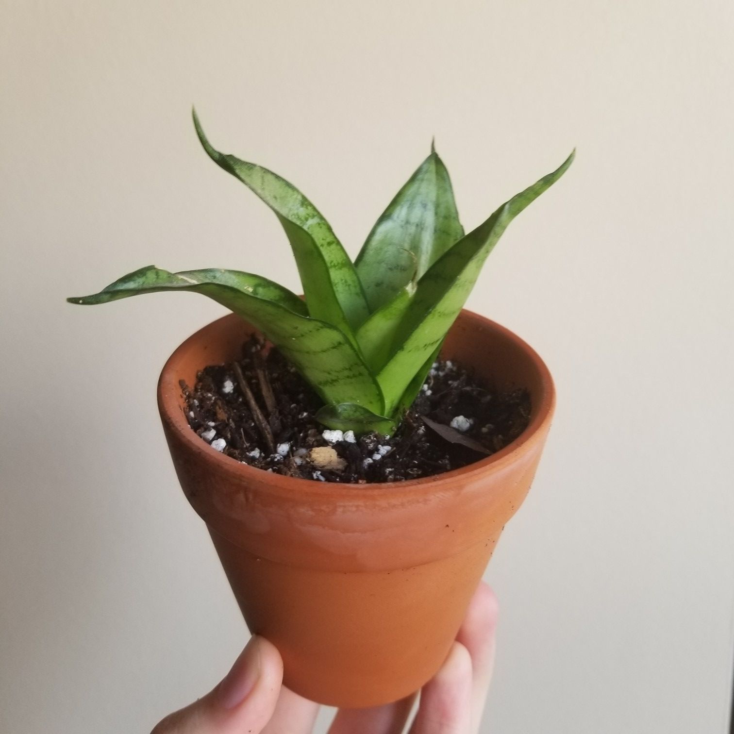 Moonshine Snake Plant