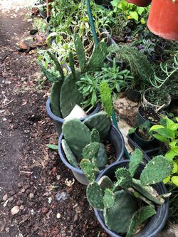 Mission cactus plant in 5 gallon pot