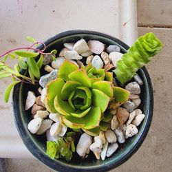 Succulent Arrangement 