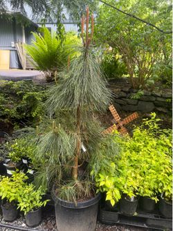 Huge 6-7ft Ponderosa Pine trees —