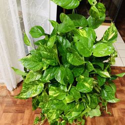 Huge Golden Pothos In 6” Nursery Pot//Pls Msg If You Really Interested to Buy💚