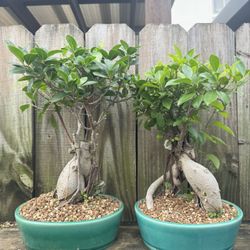 Ficus Bonsai High Quality Ceramic Pot 