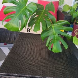 Rutted Monstera Deliciosa Cuttings 