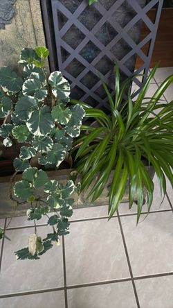 Indoor/patio plants