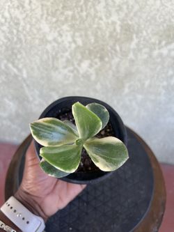 Tricolor Crassula Ovata