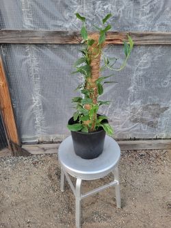 Epipremnum mint totem plant 10" Nursery Pot