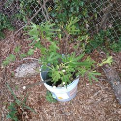 Fig Tree Cutting (12" to 20")

1 for $5,
2 for $7,
4 for $10,
10 for $20,
30 for $50.