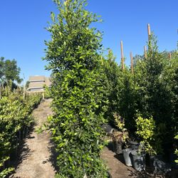 Ficus Nitida 25gal Privacy 