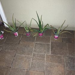 Aloe Vera