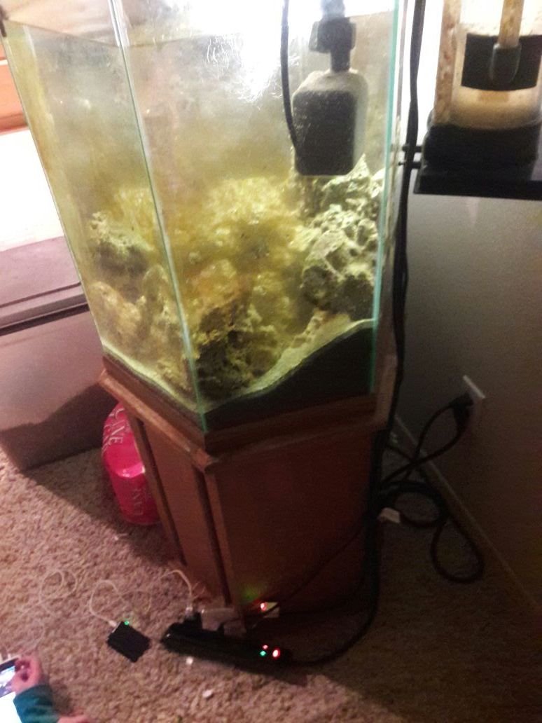 Slat water fish tank