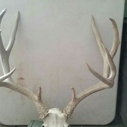 Mule Deer Rack