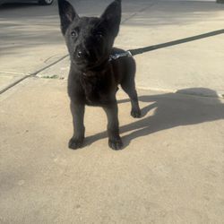 Pet Leash (B3lg!@n M@l!n0!s) 