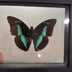 Black Framed Beautiful Butterfly 