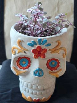 Variegated pink princess succulent with day of the dead pot