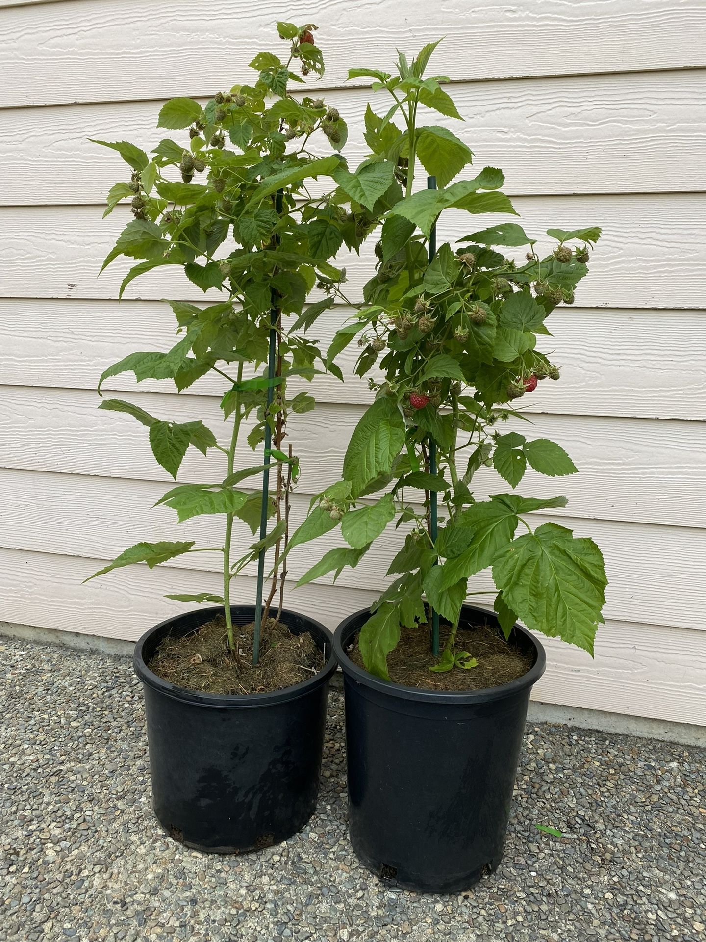 Raspberry Plant