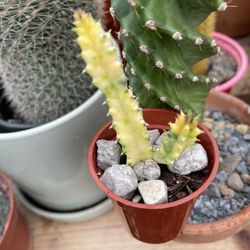 Variegated Stapelia Plants 🪴 