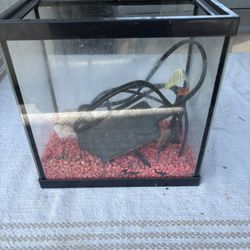 Fish Tank 