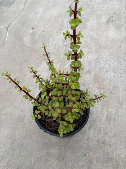 Elephant Bush Succulent Plant – Dwarf Jade Bonsai – Live Potted Plant