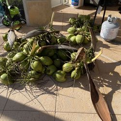 Fresh Coconuts