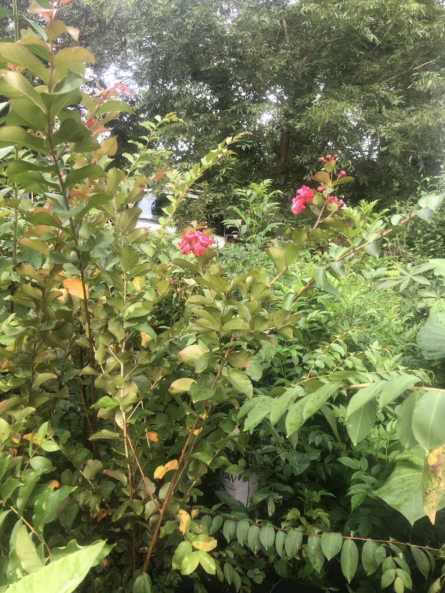 Creimoros. Ya Estan Floriando En 3 Galones