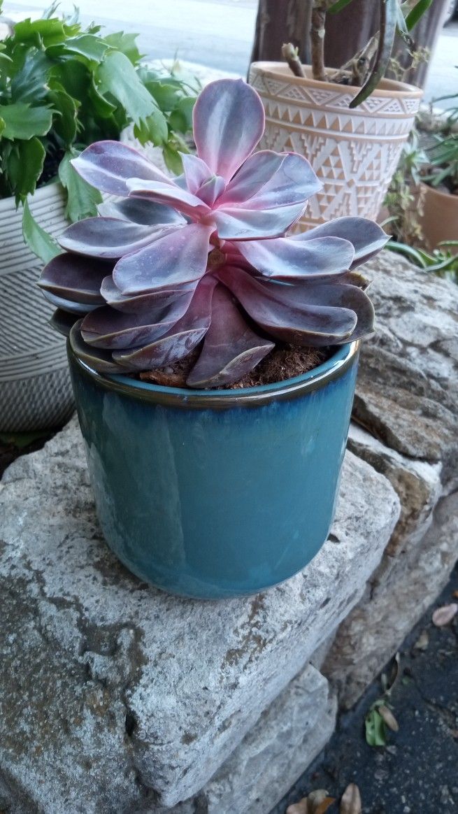 Healthy Succulent And Glazed Pot