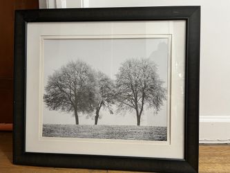 Picture (trees)